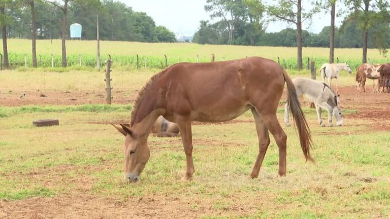 Estudo no Paraná usa mulas como barriga de aluguel para outras espécies