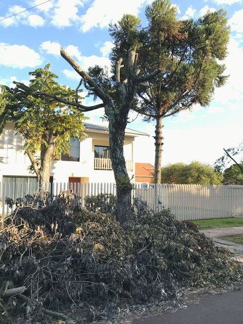 Secretaria de Infraestrutura de Santa Helena alerta população quanto aos prejuízos da poda drástica no passeio público