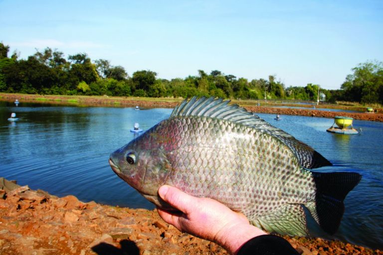 Mesmo com as adversidades e aumentos nos custos de produção, piscicultura se mostra rentável e promissora
