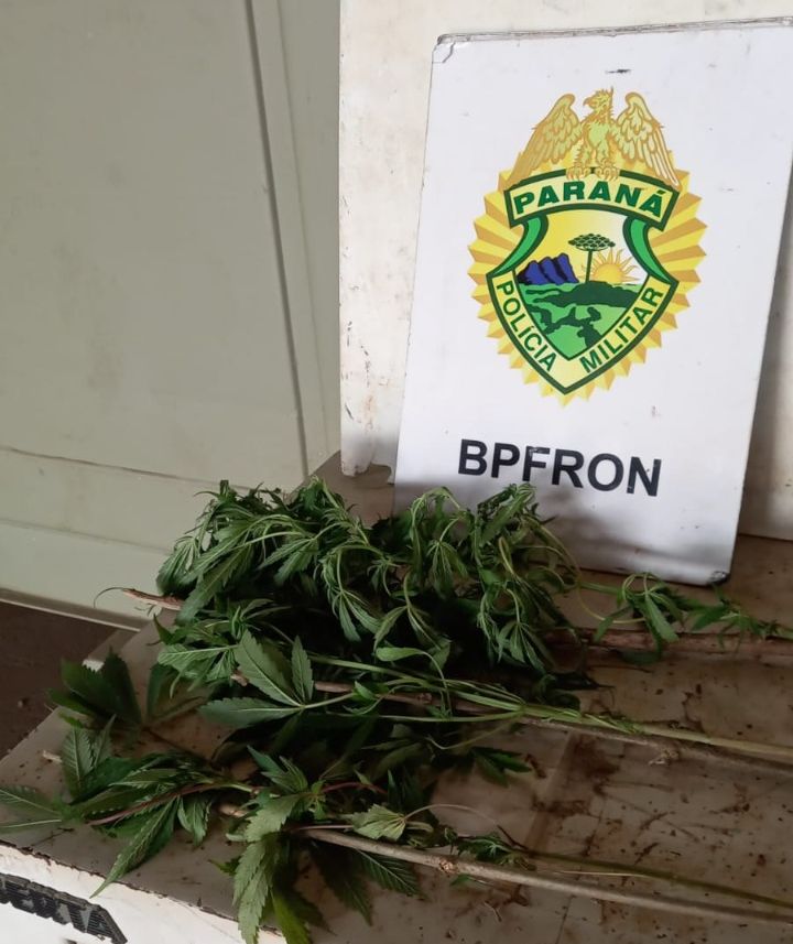 Plantação de maconha é destruída em Foz do Iguaçu em ação do BPFron e Nepom/PF