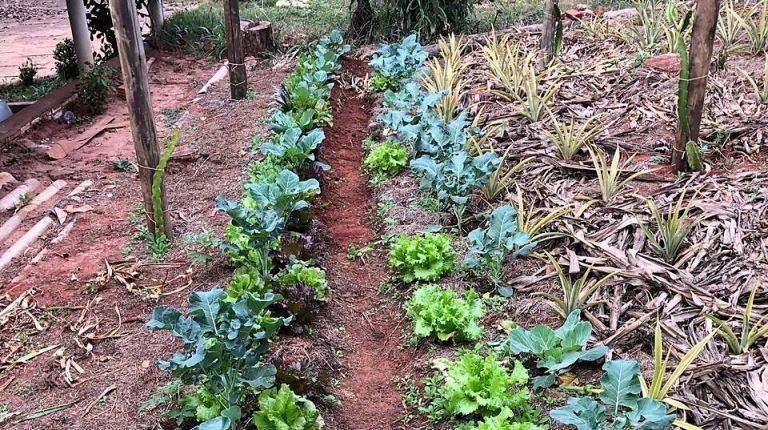 Capacitação aborda fruticultura e olericultura em sistemas agroflorestais no Oeste do Paraná