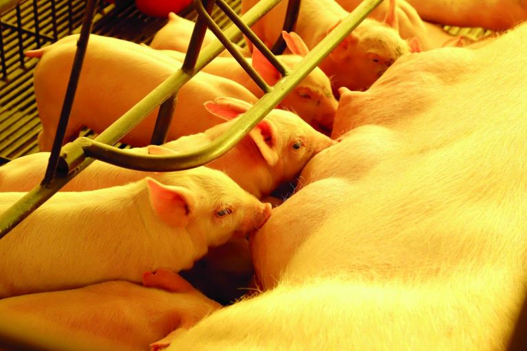 Comissão debate medidas para mitigar prejuízos do setor de suinocultura