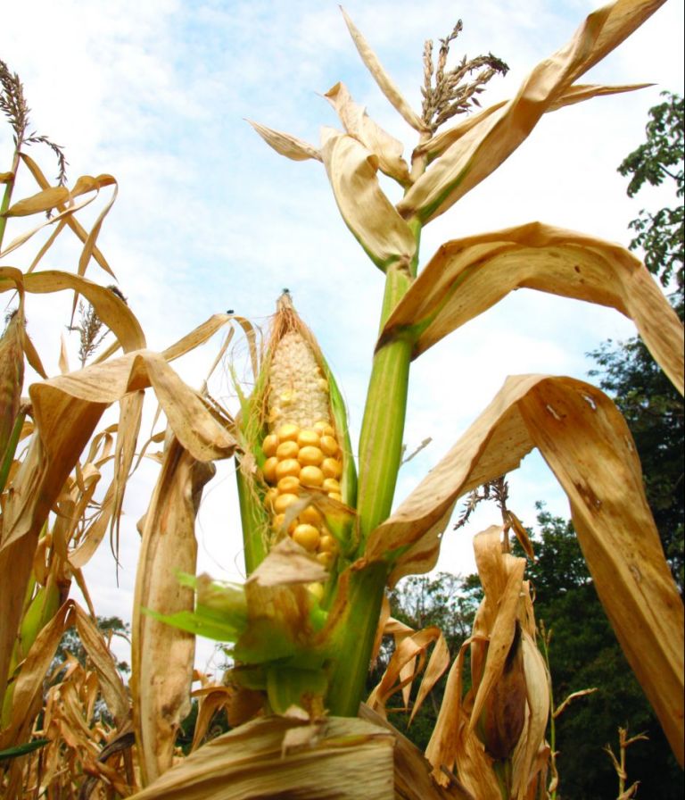Geada e seca geram desastre agrícola no Brasil, apontam informações meteorológicas