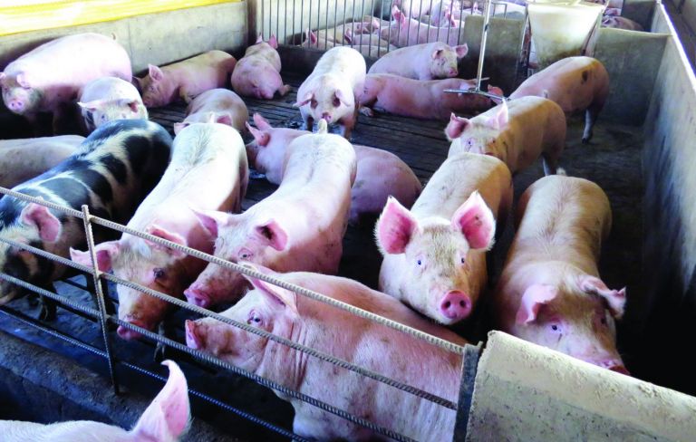 Marechal Rondon e Santa Helena são destaques no VBP do Paraná