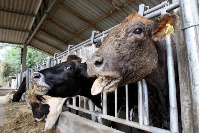 Adapar orienta produtores sobre a raiva bovina