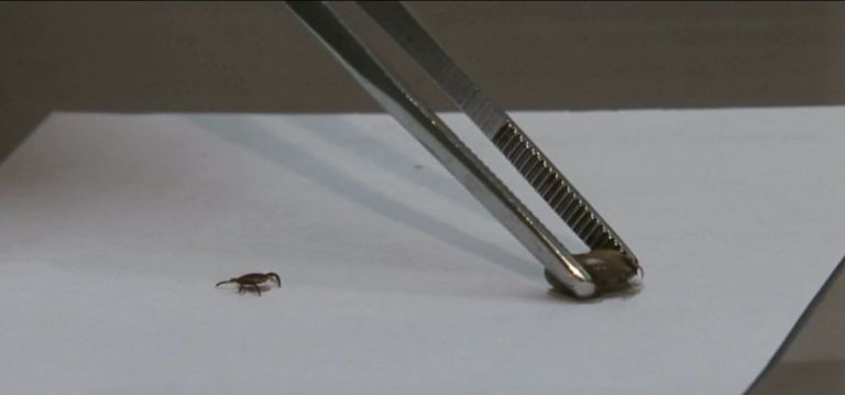 Infestação de carrapatos é registrada em Cascavel, informa prefeitura