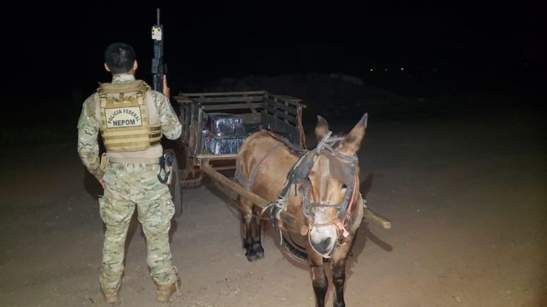 Burro encontrado com 300 quilos de maconha em Guaíra é devolvido aos donos