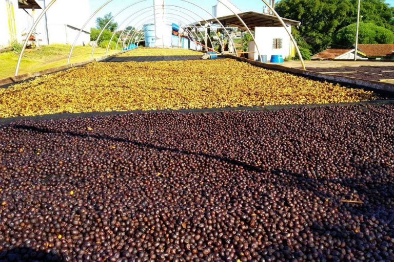 Quebra da safra e exportações devem elevar o preço do café em até 40%