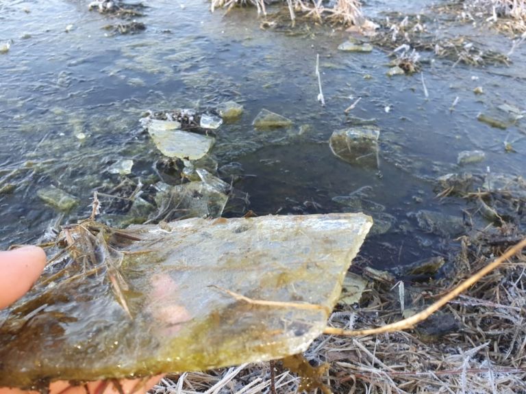 Semana começa com temperatura abaixo de -5ºC em cidade do Paraná; veja as mínimas em algumas cidades