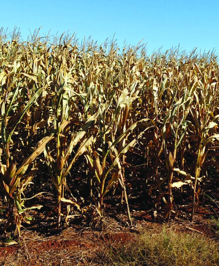 Com alta de preço no Brasil, já está mais barato comprar milho da Argentina