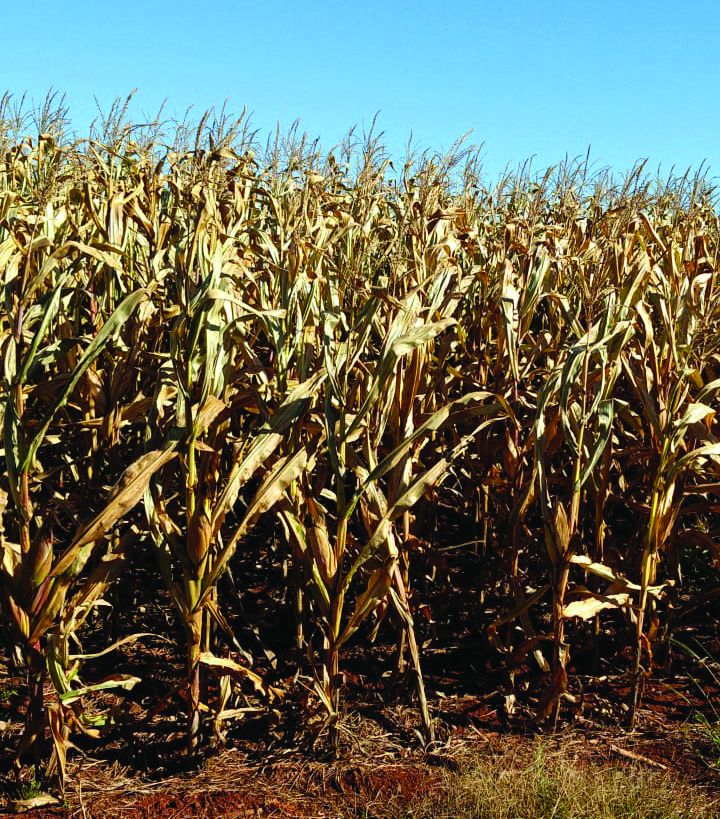 Milho safrinha na microrregião de Marechal Rondon tem perdas de 60% com a geada