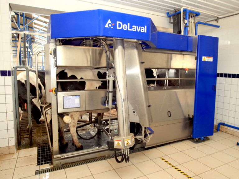 Coopavel desenvolve ração inovadora a animais ordenhados com uso de robôs