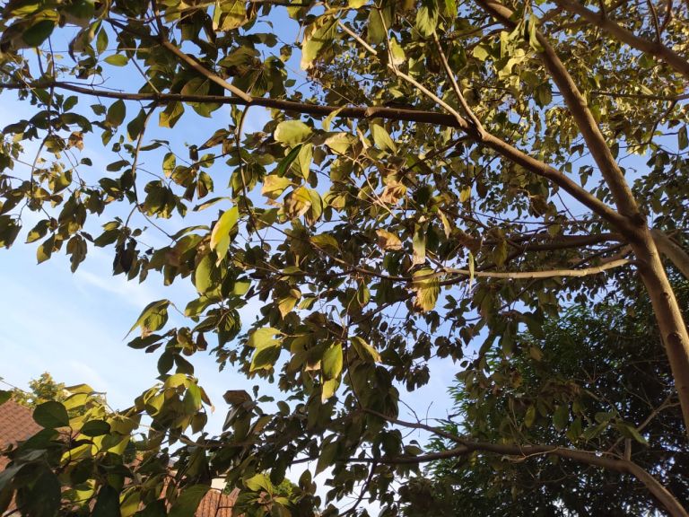 Marechal Rondon amanhece com 10°C e temperatura máxima não passa dos 24°C neste domingo