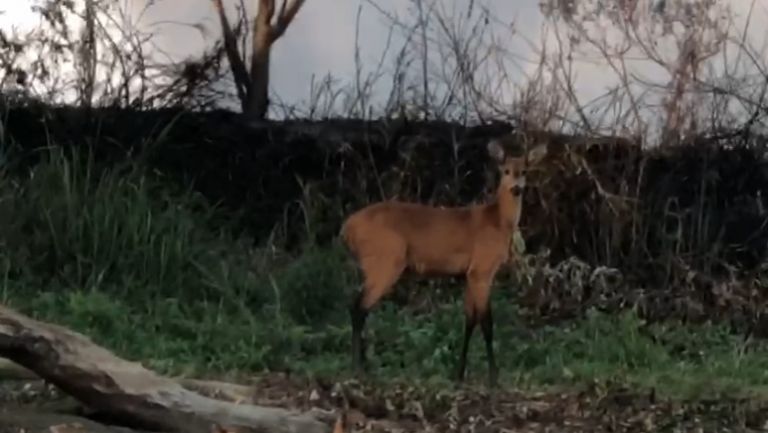 Polícia Federal intensifica ações no Parque Nacional da Ilha Grande para coibir ação de caçadores