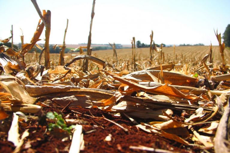 Escassez hídrica preocupa, mas agricultores rondonenses estão otimistas para safra de verão