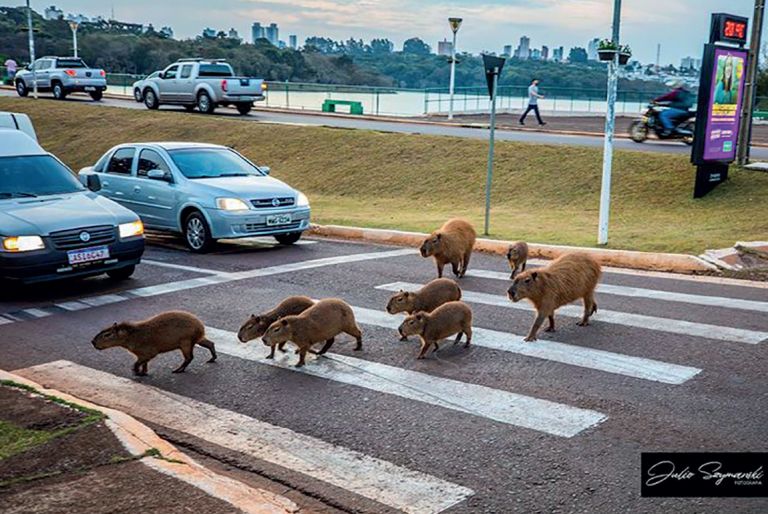 Cascavel busca alternativa para barrar crescimento de capivaras e minimizar risco de doença letal