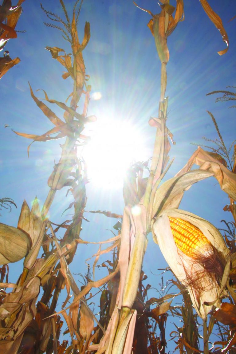 Milho: veja os fatores que devem mexer com o mercado nesta semana