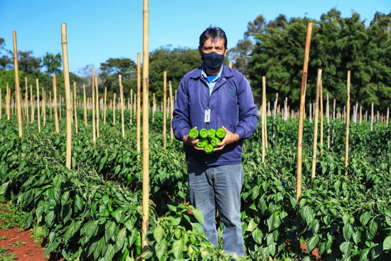Pimenta doce gera receita e vira cartão de visita de Primeiro de Maio
