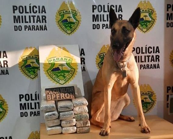 Menor de idade é apreendido pelo BPFron com dez quilos de maconha durante abordagem de ônibus em Cascavel