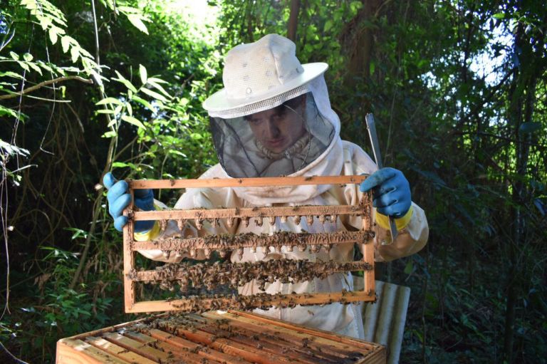 Santa Helena pode produzir rainhas à apicultura da região Oeste