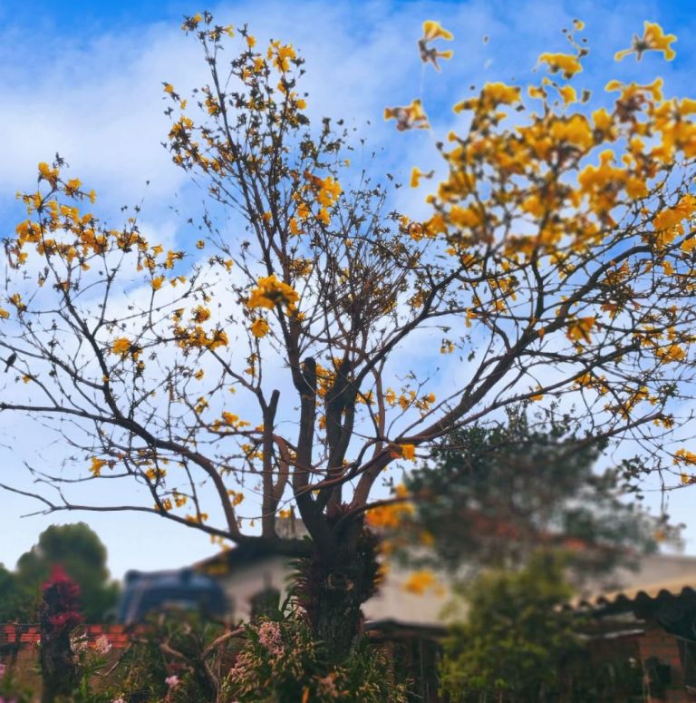 O que esperar do clima em setembro, mês que marca o início da primavera?