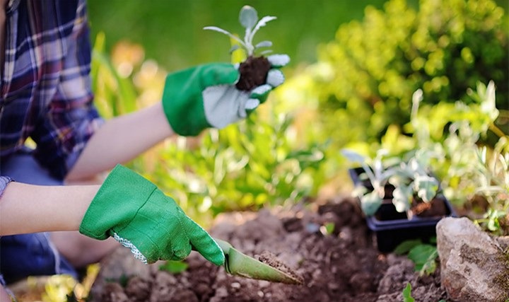 Curso de técnicas básicas de jardinagem está com inscrições abertas em Marechal Rondon