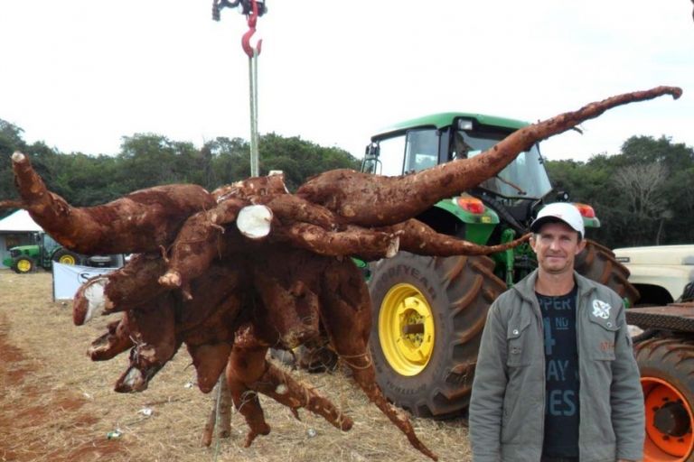 Mandiocultura: experimento desenvolvido em Marechal Rondon deve ser lançado no próximo ano