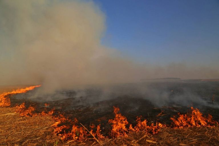 Impacto da seca vai além da falta de água: prejudica agricultura, saúde e agrava riscos de incêndios