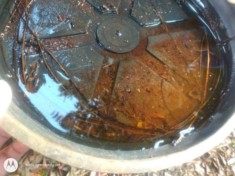 LIA aponta índice de 1,3% de incidência de focos do mosquito da dengue em Quatro Pontes