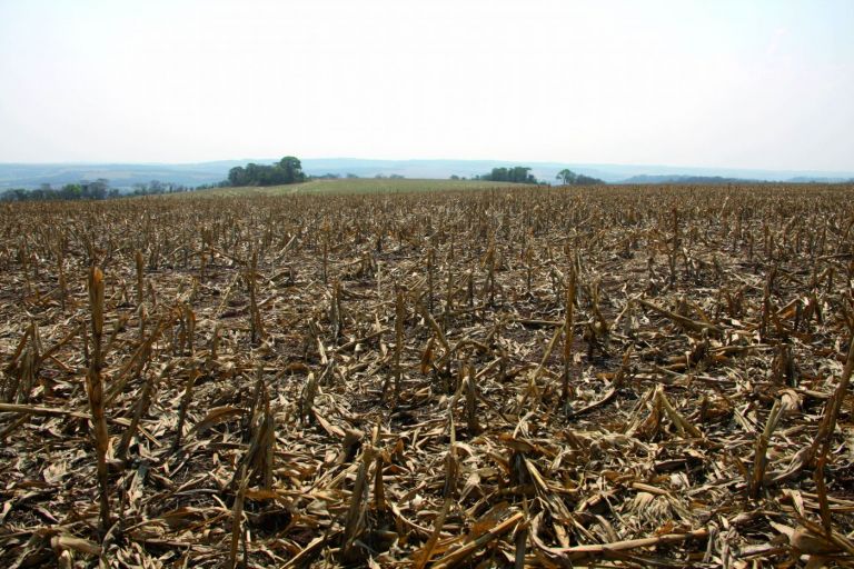 Com preço e dólar em alta, produtores de Marechal Rondon e região se preparam para o plantio da soja