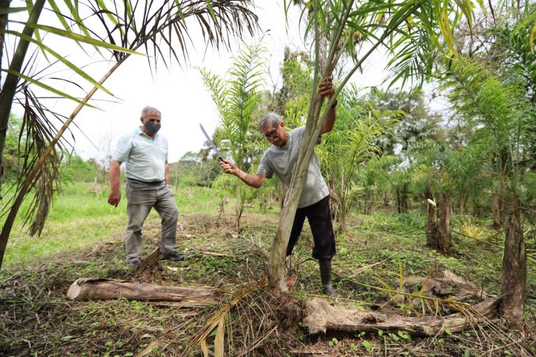 Cultivo de pupunha em Guaraqueçaba alia geração de renda à preservação ambiental
