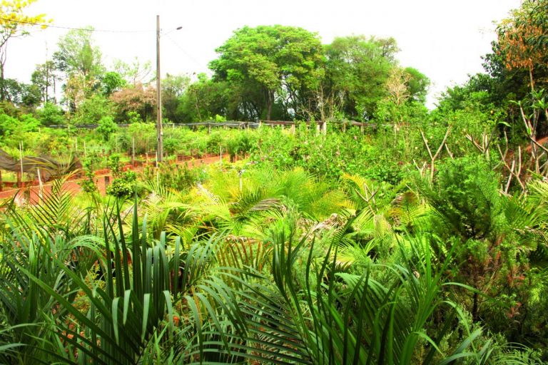 História da família Oliveira se confunde com a história do Horto Municipal de Marechal Rondon