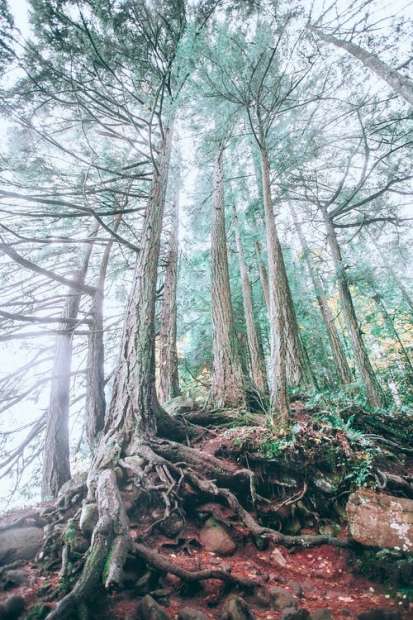 Maior árvore do mundo é embrulhada com papel-alumínio contra incêndio