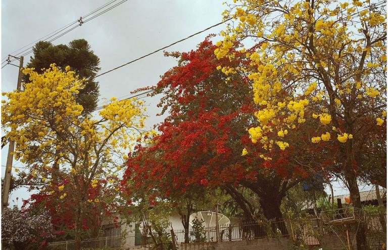 Ipês colorem as ruas de Marechal Rondon e dão boas-vindas a setembro, o mês da primavera