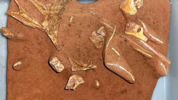 Fóssil de pterossauro descoberto no Paraná é enviado para Museu de Paleontologia