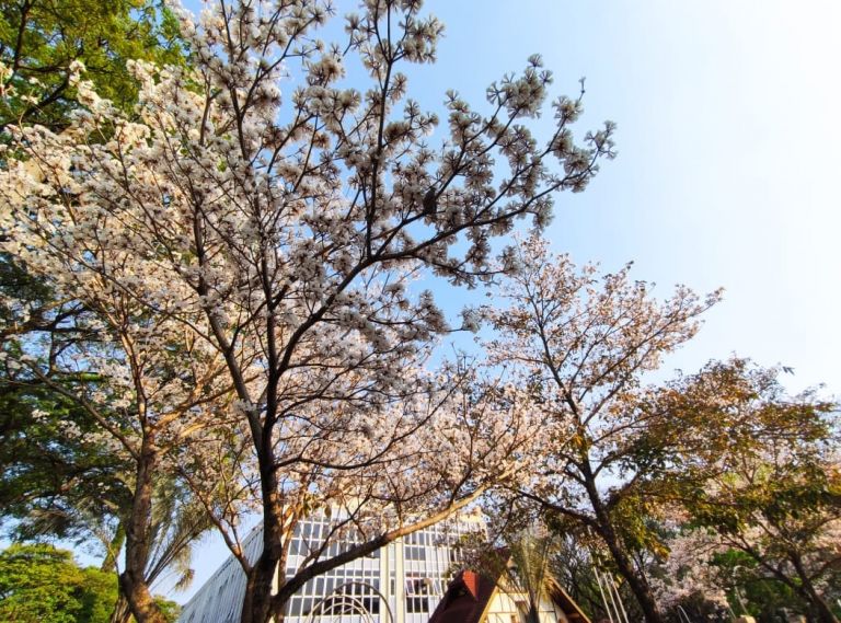 Com tempo nublado, Marechal Rondon tem previsão de 35°C para este sábado