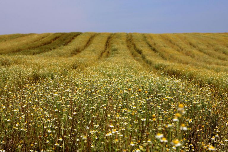 Cooperativas estão entre as maiores do agronegócio