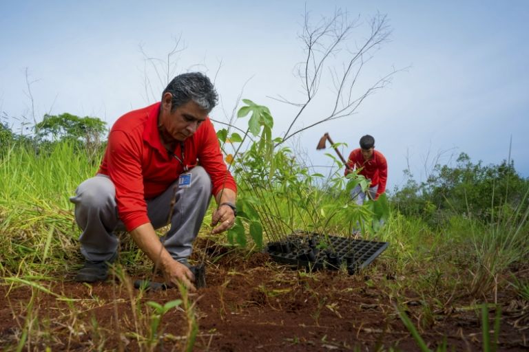 Itaipu comemora o plantio de 24 milhões de árvores