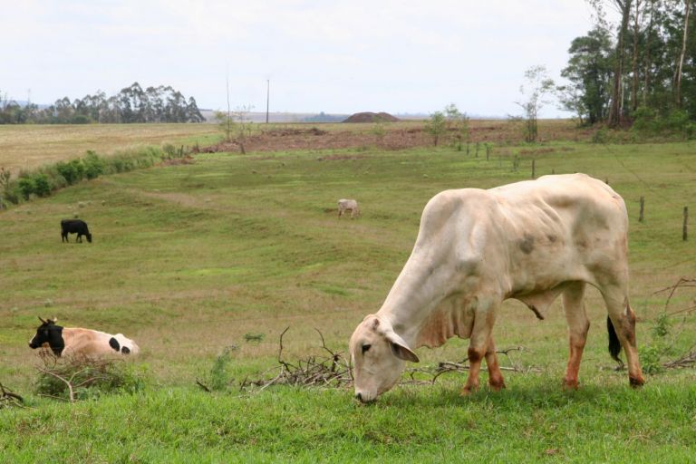 Revolta e tristeza tomam conta dos pecuaristas que tiveram gado furtado em Nova Santa Rosa; prejuízos passam de R$ 20 mil