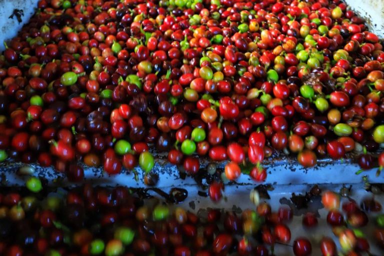 Paraná deve produzir 60 mil toneladas de café na próxima safra, aponta SEAB