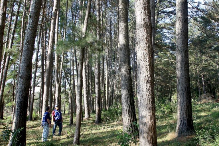 Paraná é o Estado com maior transparência de dados sobre produtos florestais, aponta Ibama