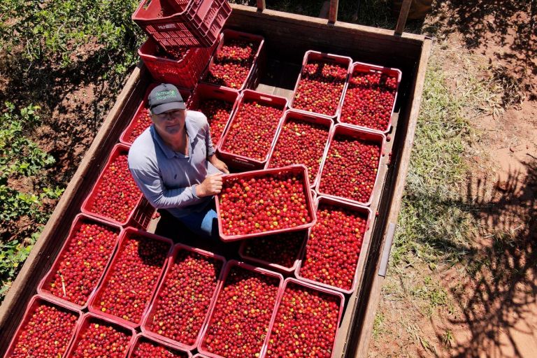 Japurá abraça a acerola e faz da fruta fonte de emprego, renda no campo e desenvolvimento