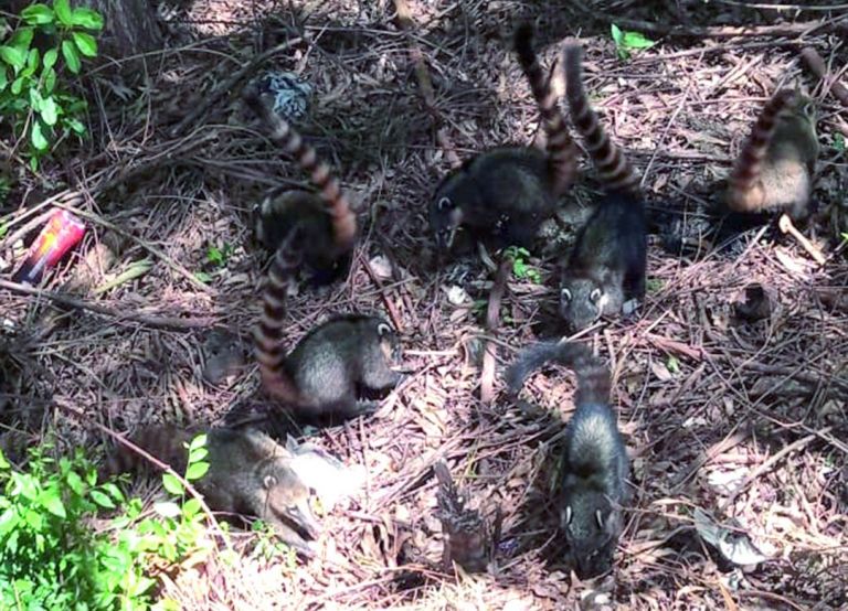 Cresce presença de animais silvestres em áreas urbanas de Marechal Rondon