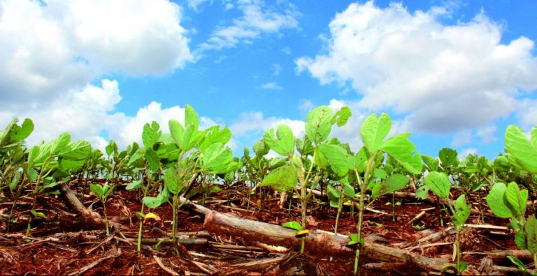 Chuvas torrenciais causam problemas pontuais em lavouras da região; ainda assim foram benéficas
