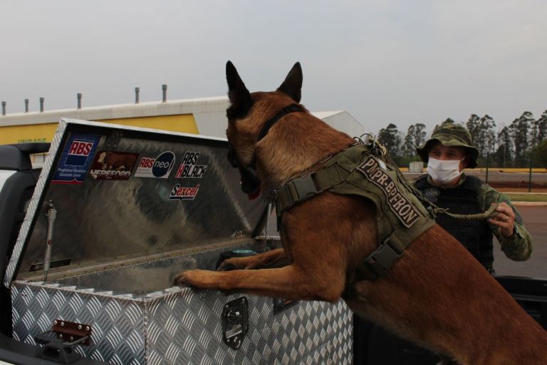 Cães dão maior eficiência a operações do BPFron