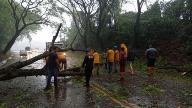 Árvore cai e interdita BR-497 em São Miguel do Iguaçu