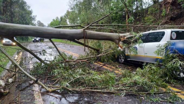 Árvore atinge caminhonete durante temporal e interdita rodovia na região