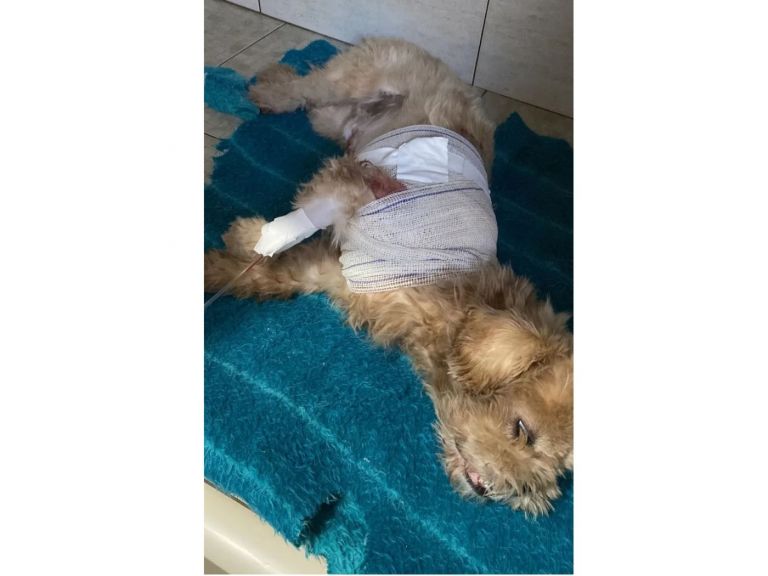 Cachorro é esfaqueado em Marechal Rondon