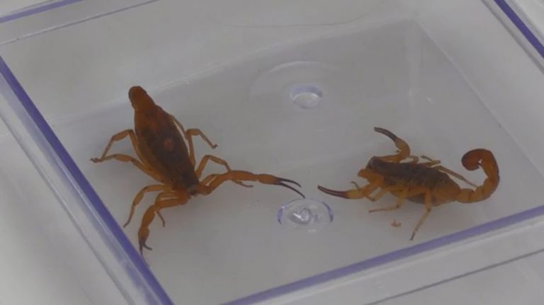 Fique ligado: acidentes com animais peçonhentos aumentam entre outubro e março no Paraná