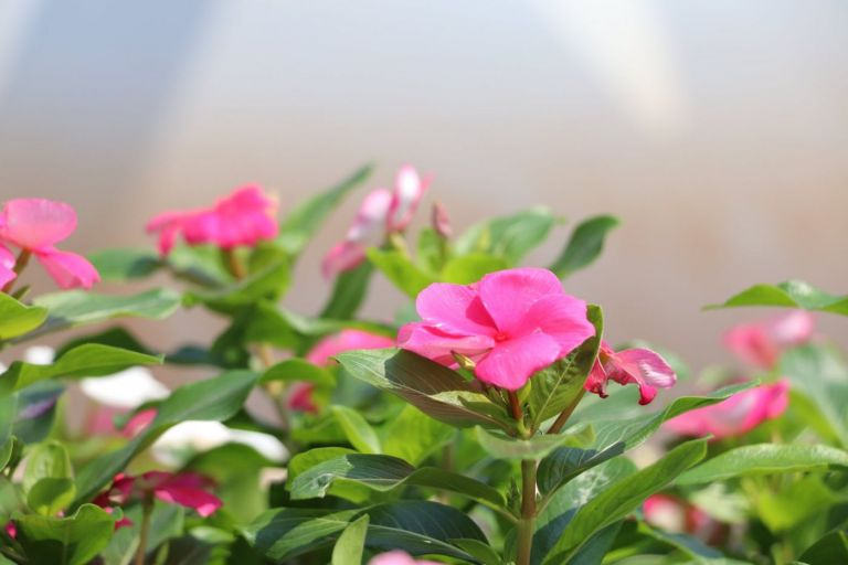 Primavera marca transição entre seca e chuva no país; no Sul, previsão é de raios, granizo, chuvas e ventos fortes